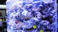 Akuarium Laut Separuh Lingkaran Akuarium Laut Separuh Lingkaran