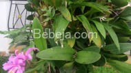 Anggrek Catleya Berbunga Di Tunggul Pohon Anggrek Catleya Berbunga Di Tunggul Pohon