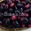 Buah Jamblang Obat Alami Kencing Manis Buah Jamblang Obat Alami Kencing Manis