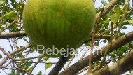 Kebun Jeruk Bali Kebun Jeruk Bali