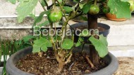 Bertanam Terung Hijau Di Pot Bertanam Terung Hijau Di Pot