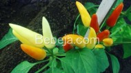 Berkebun Cabai Hias Berkebun Cabai Hias