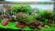 Kreasi Aquascaping Amano Kreasi Aquascaping Amano