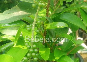 Tabulampot Buah Buni Tabulampot Buah Buni