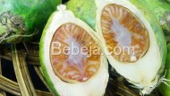 Tanin Buah Pinang Tanin Buah Pinang