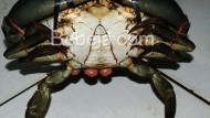 Bobot Kepiting Ekspor Bobot Kepiting Ekspor
