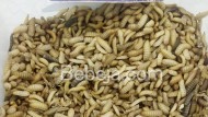 Tahap Tumbuh Maggot (3) Tahap Tumbuh Maggot (3)