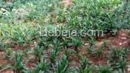 Agroforestri Pandan Wangi Agroforestri Pandan Wangi