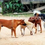 Anjing Tangguh Pemburu Babi Hutan