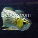 Arwana Golden Crossback