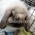 Kelinci Hias American Fuzzy Lop