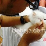 Bersolek Jelang Kontes Kucing