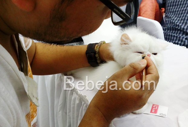 merias-kucing-sebelum-kontes-kucing