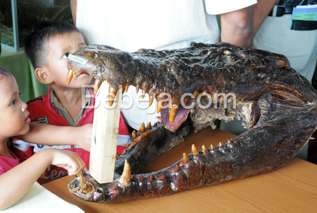 Buaya Muara Terbesar Dan Terganas Foto Bebeja