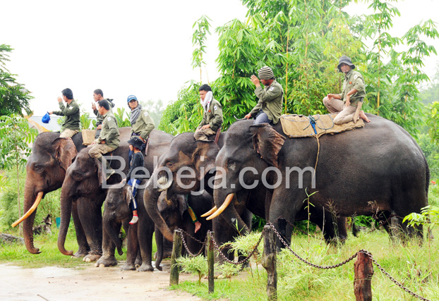 patroli-gajah-di-taman-nasional-tesso-nilo