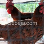 Ayam Merawang Khas Kepulauan Bangka Belitung