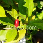 Miracle Fruit, Buah Perubah Rasa