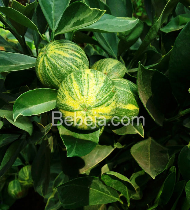 jeruk-sunkist-variegata