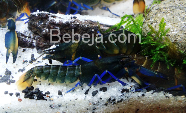 lobster-air-tawar-cantik-dari-papua