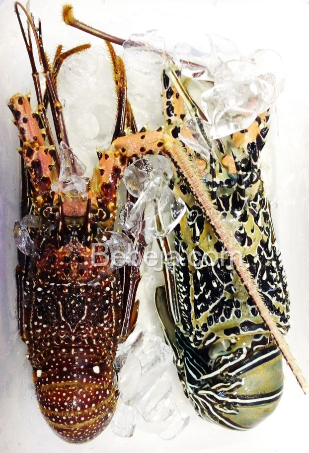 lobster-laut