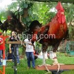 Ayam Ketawa Endemik Sulawesi Selatan