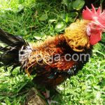 Sumedang Sentra Ayam Walik