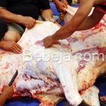 Pemeriksaan Hewan Dan Daging Qurban