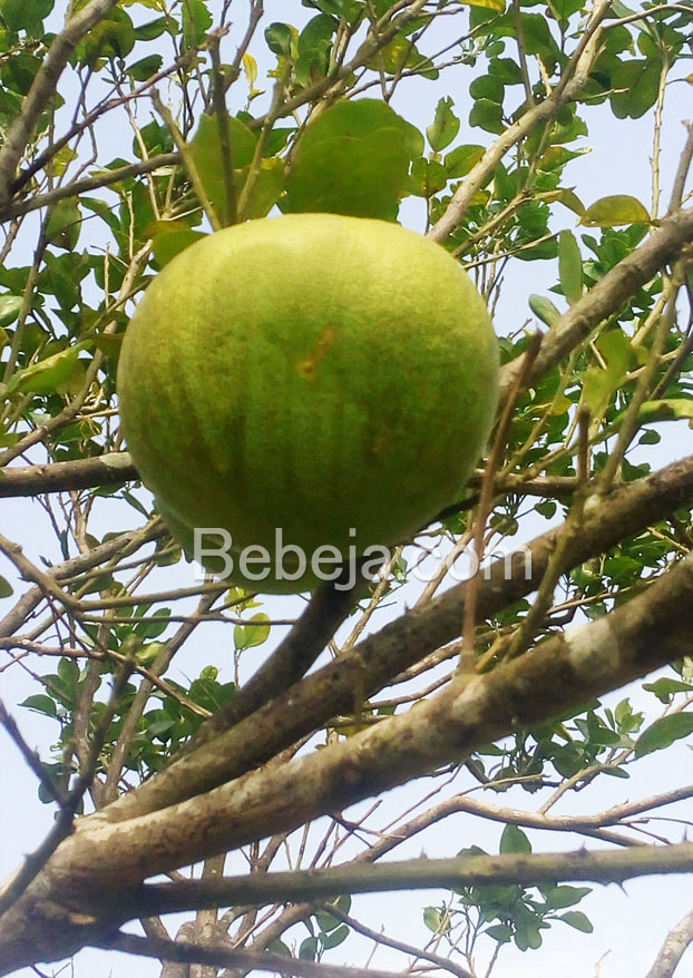 kebun-jeruk-bali