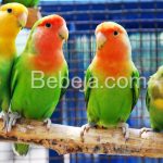 Lovebird Si Burung Cinta