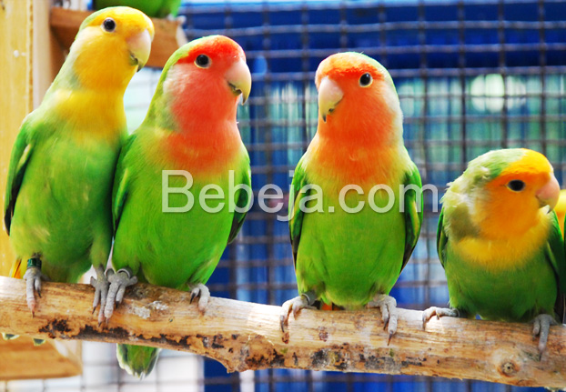 pesona-burung-lovebird