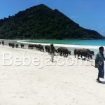 Ada Kerbau Di Pantai Selong Belanak Lombok