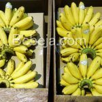 Pisang Mas Kirana Dari Kebun Zeenladia