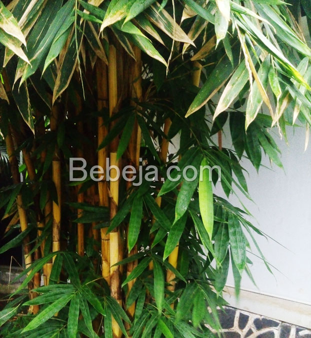 Bambu Kuning Penolak Bala  Foto Bebeja Foto Bebeja