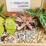 Hadiah Spesial Miniature Garden
