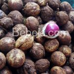 Kacang Bogor Sumber Pangan Alternatif