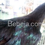 Ayam Adu Black Sumatera