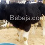 Sapi Belgian Blue