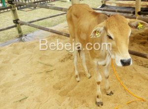 Sapi Pasundan Dari Jawa Barat - Foto Bebeja | Foto Bebeja