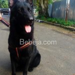 Anjing Gembala Jerman Hitam