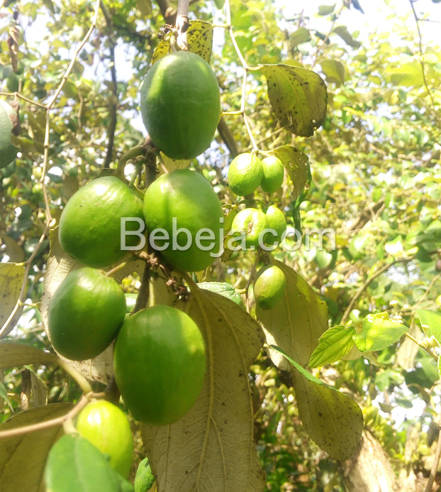 Berkebun Putsa Si Apel India Foto Bebeja Foto Bebeja