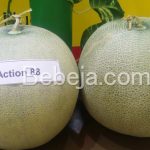 Pekebun Suka Melon Action 88