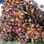 Salak Pondoh Banjarnegara