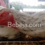 Ayam Sentul Terseleksi (SenSi)