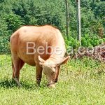 Musabab Kerbau Albino