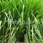 Rumput Paspalum Tahan Genangan