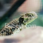 Tanduk Horned Lizard