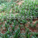 Agroforestri Pandan Wangi