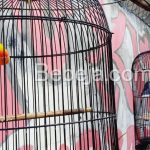 Beternak Burung Lovebird